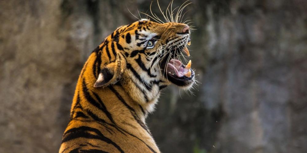 The Indian villagers watched in despair as their animals were devoured one by one by the tiger. They prayed to their gods for protection, but nothing happened. (Pixabay)